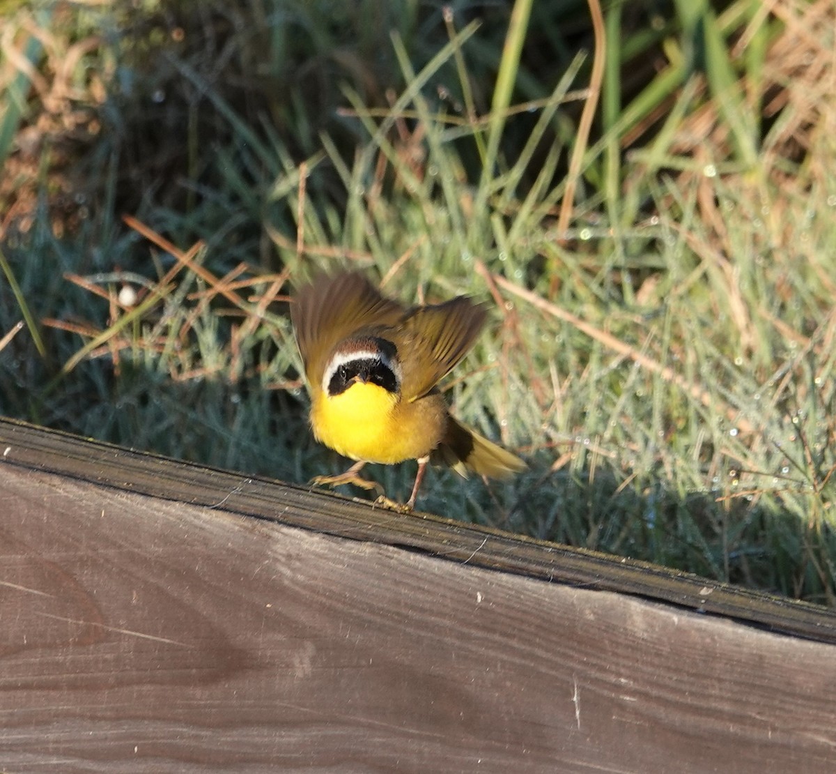 Common Yellowthroat - John Deacon