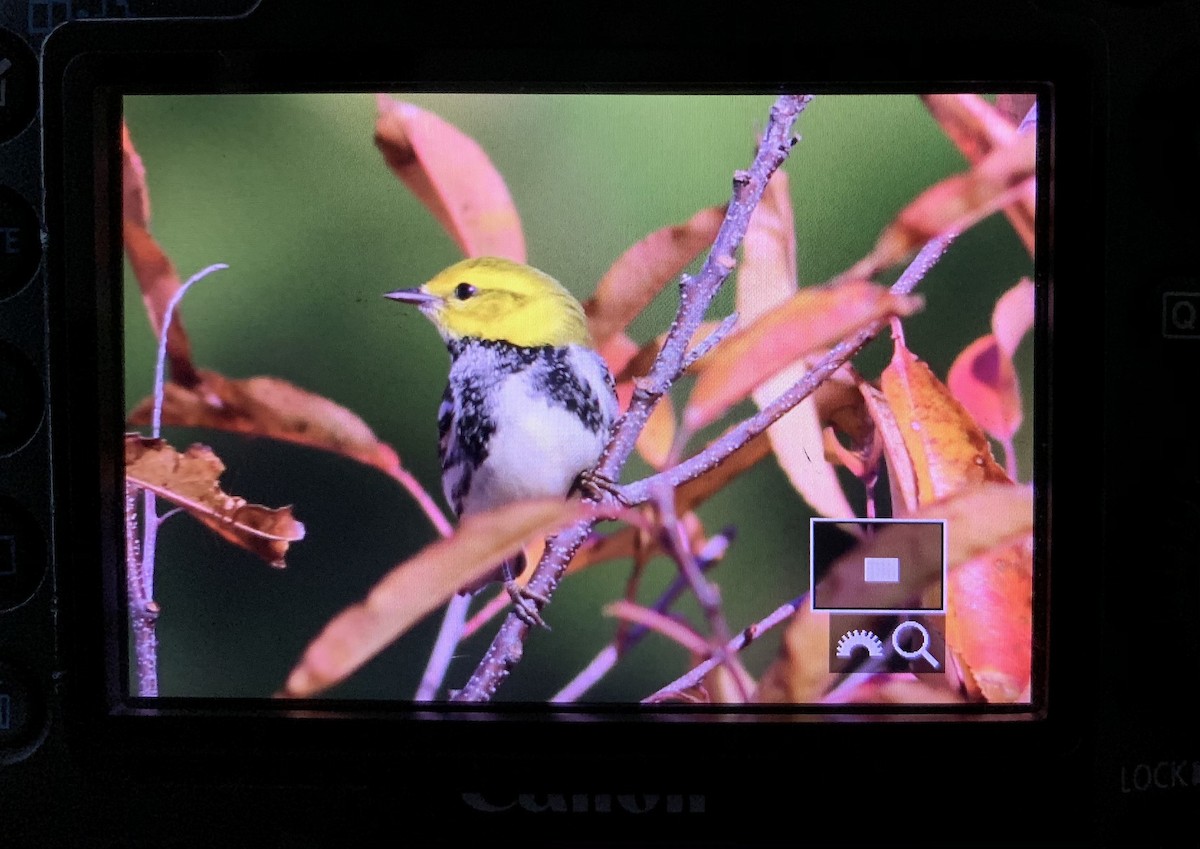 Black-throated Green Warbler - ML280002951