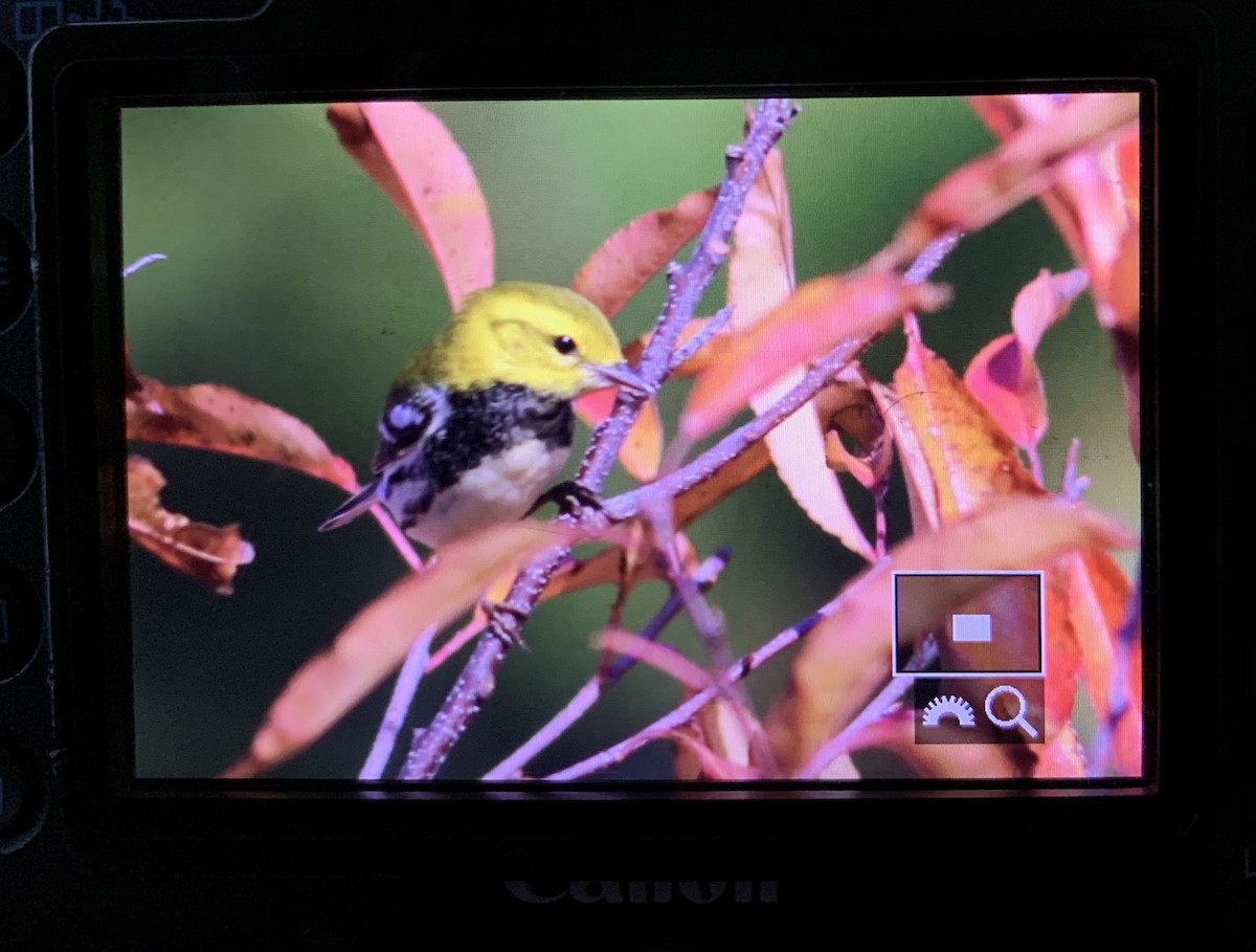 Black-throated Green Warbler - ML280002971