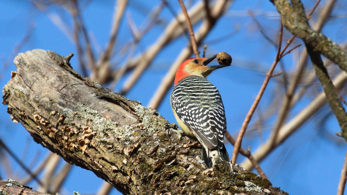 Red-bellied Woodpecker - ML280004361