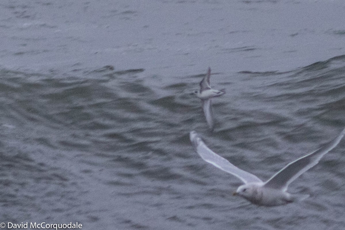 Red Phalarope - ML280005041