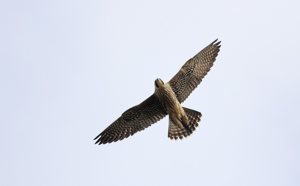 Peregrine Falcon - Jeremiah Trimble