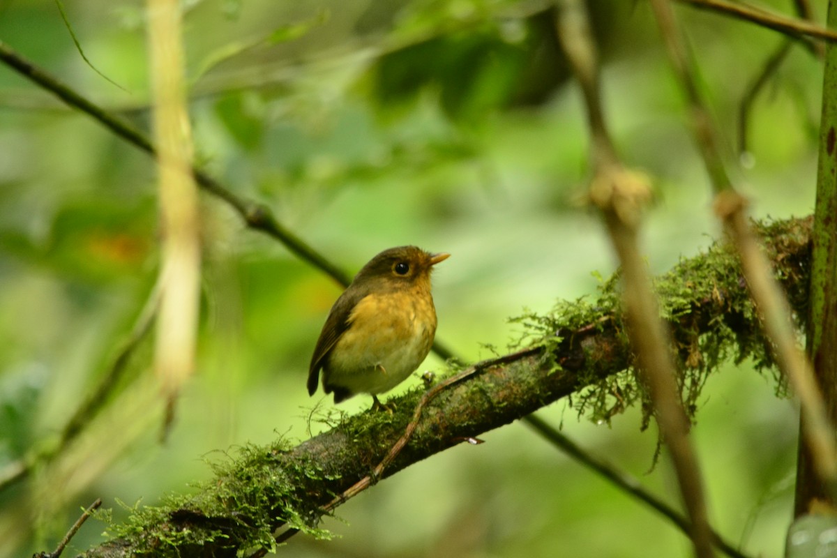 Ochre-breasted Antpitta - ML280006151