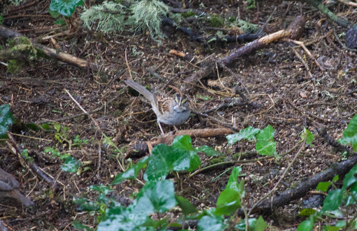 White-throated Sparrow - Kevin Scaldeferri