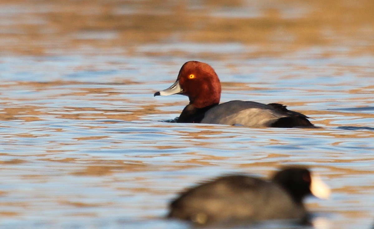 Redhead - John West