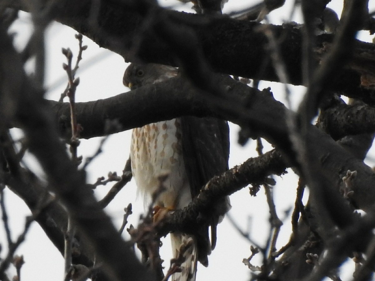 Sharp-shinned Hawk - ML280008621