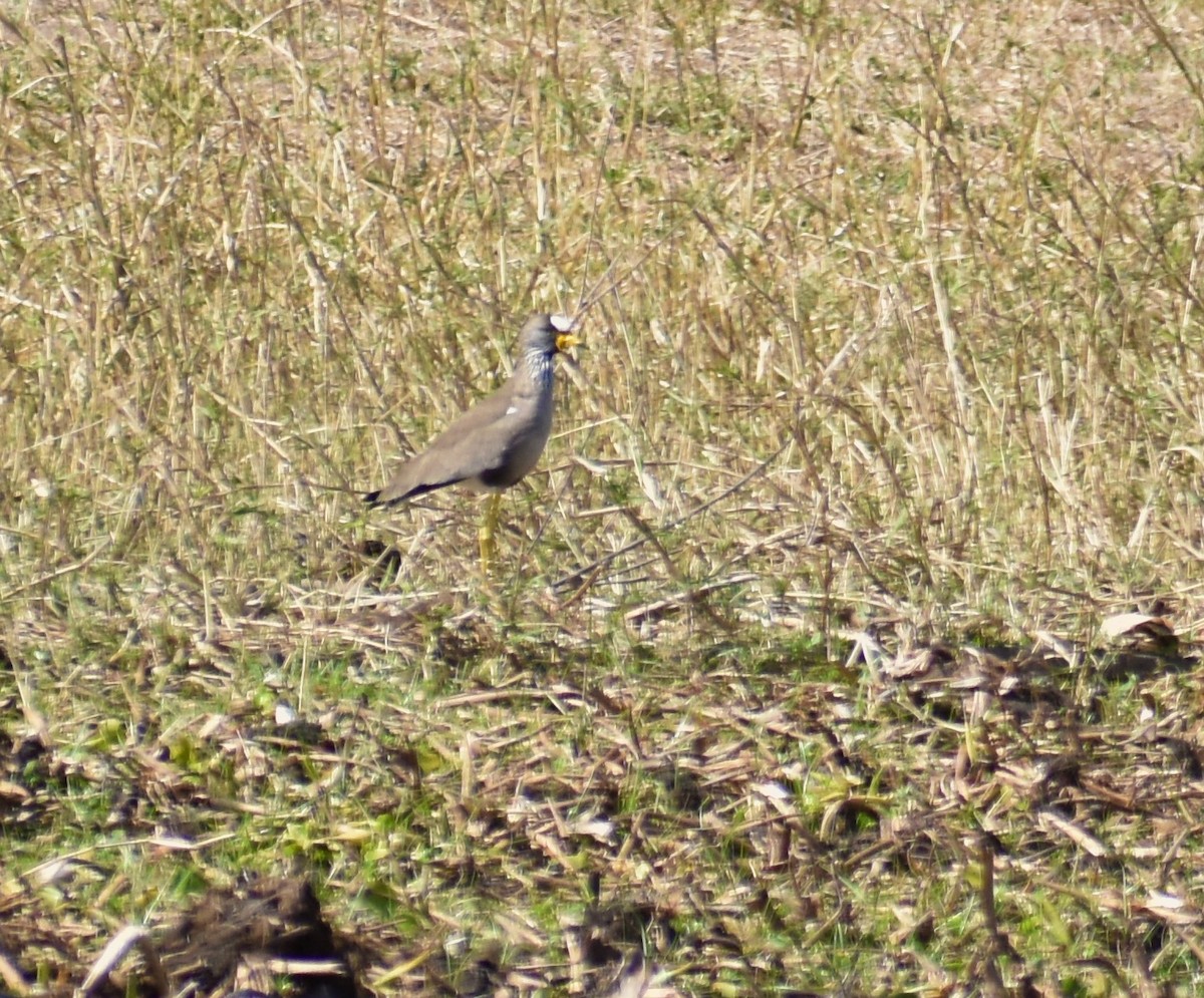 Wattled Lapwing - Stuart Malcolm