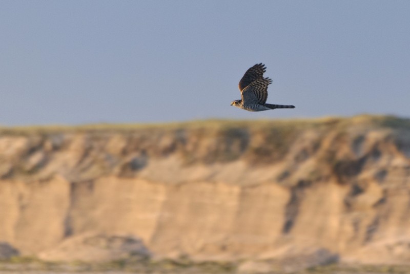 Gabirai arrunta - ML280010211