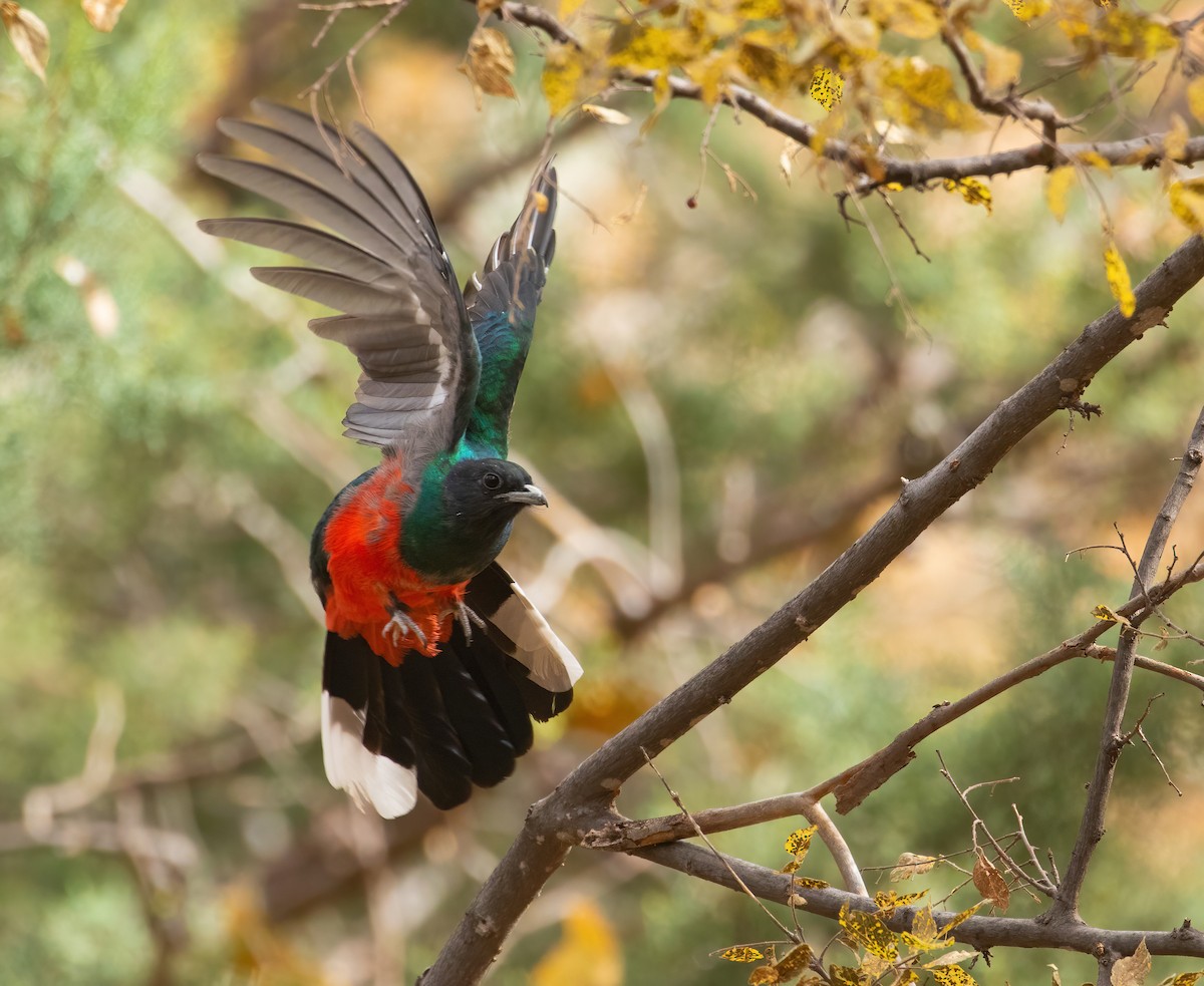 Eared Quetzal - ML280011111