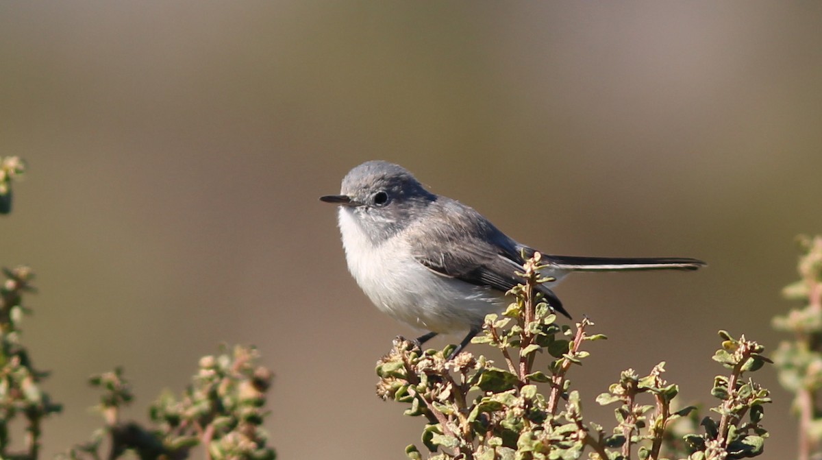 Blue-gray Gnatcatcher - ML280011511
