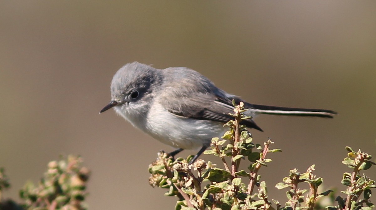 Blue-gray Gnatcatcher - ML280011521