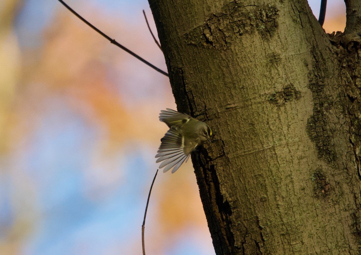 Golden-crowned Kinglet - ML280012151