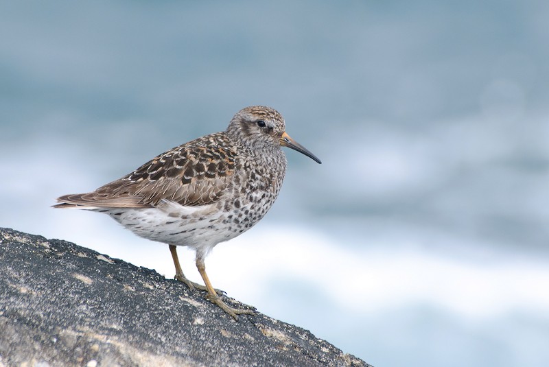 Txirri iluna - ML280012421