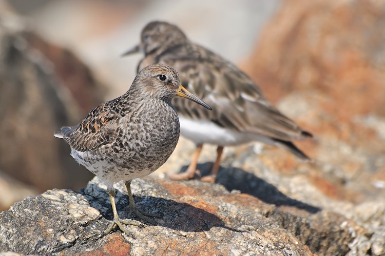 Txirri iluna - ML280012431