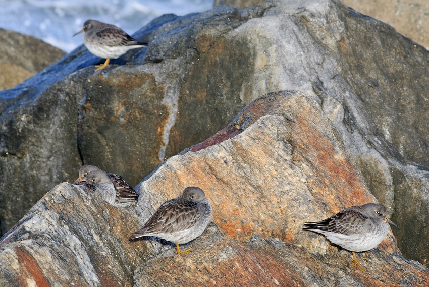 Txirri iluna - ML280012451