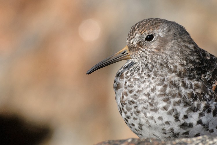 Txirri iluna - ML280012461