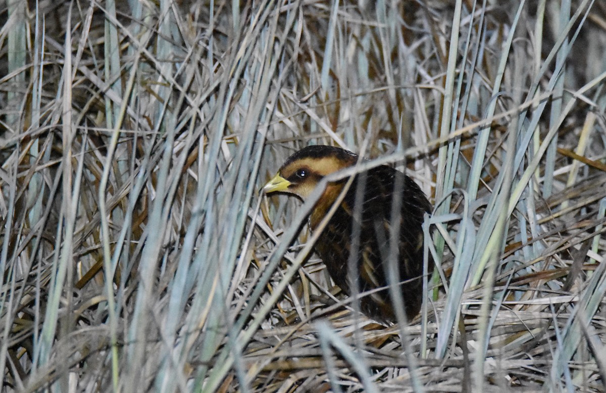 Yellow Rail (Northern) - ML28001351