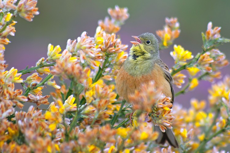 Berdantza miarritza - ML280014111