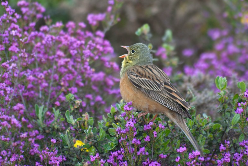 Berdantza miarritza - ML280014121