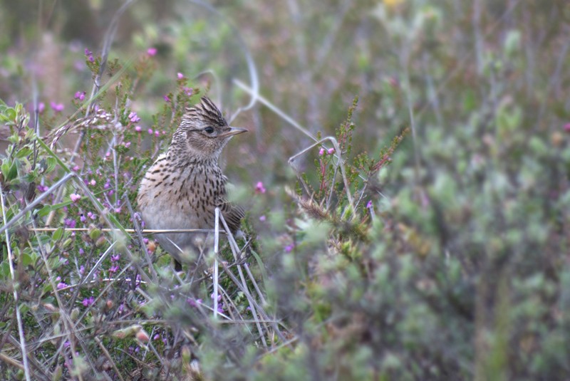 Hegatxabal arrunta - ML280014291