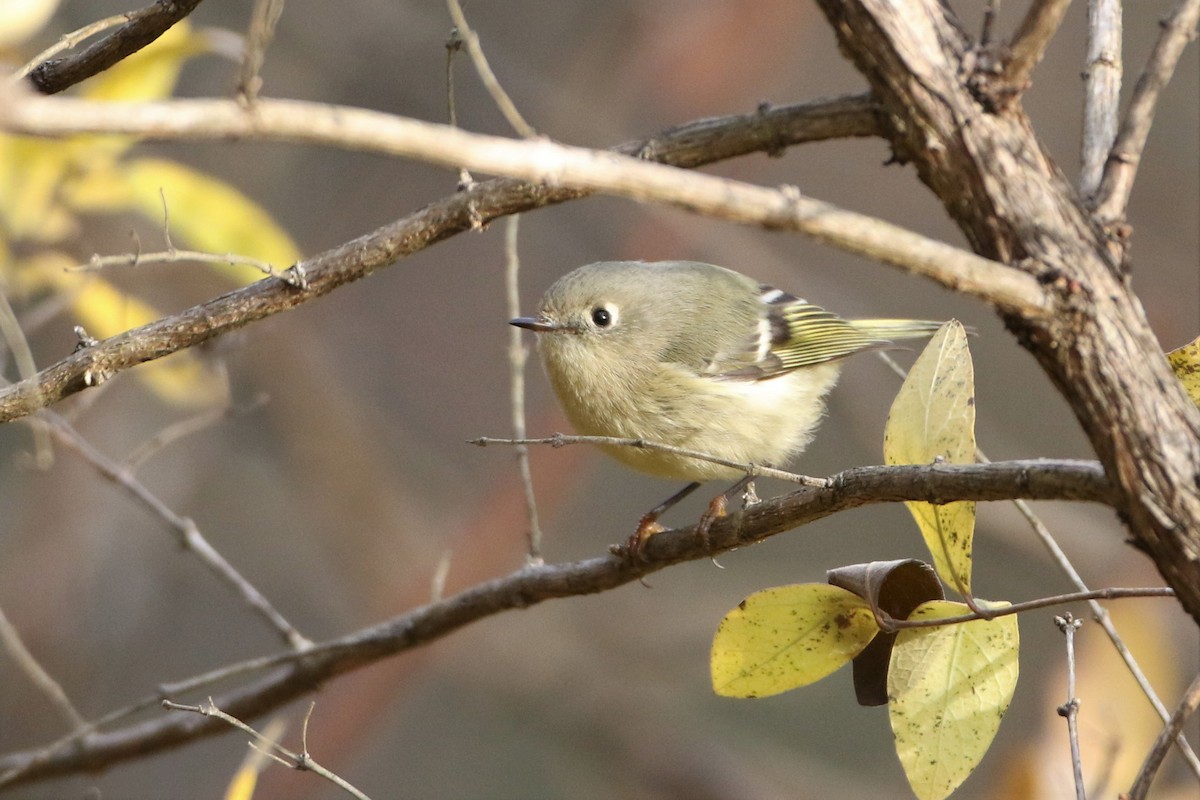 Ruby-crowned Kinglet - John Garrett