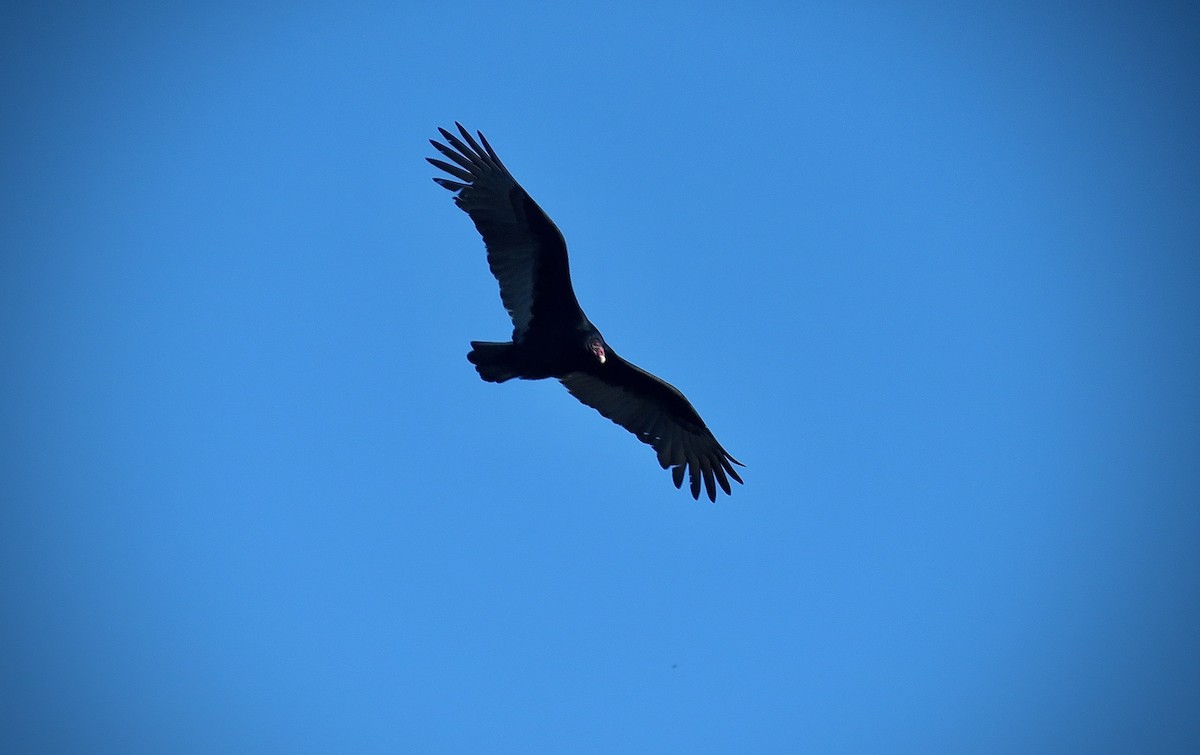 Turkey Vulture - ML280014851