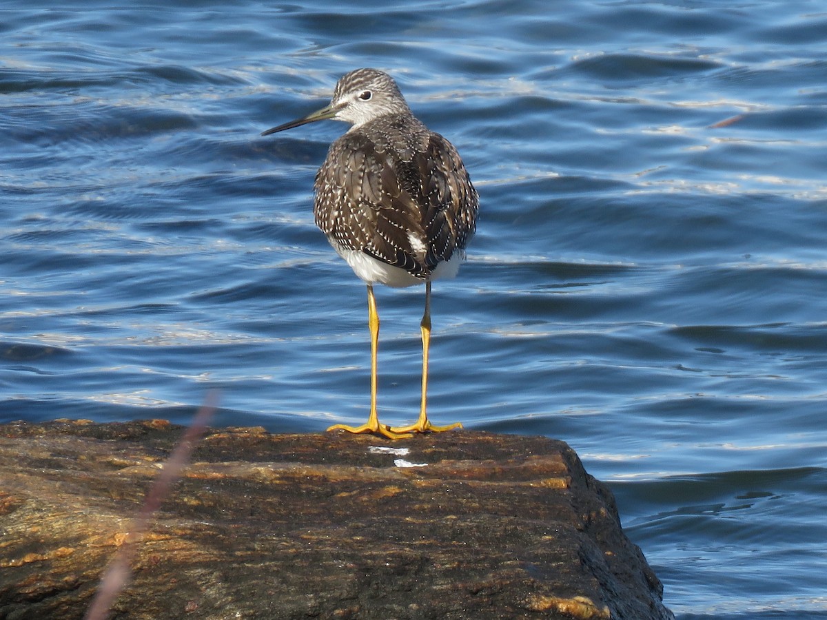 Greater Yellowlegs - John Keane