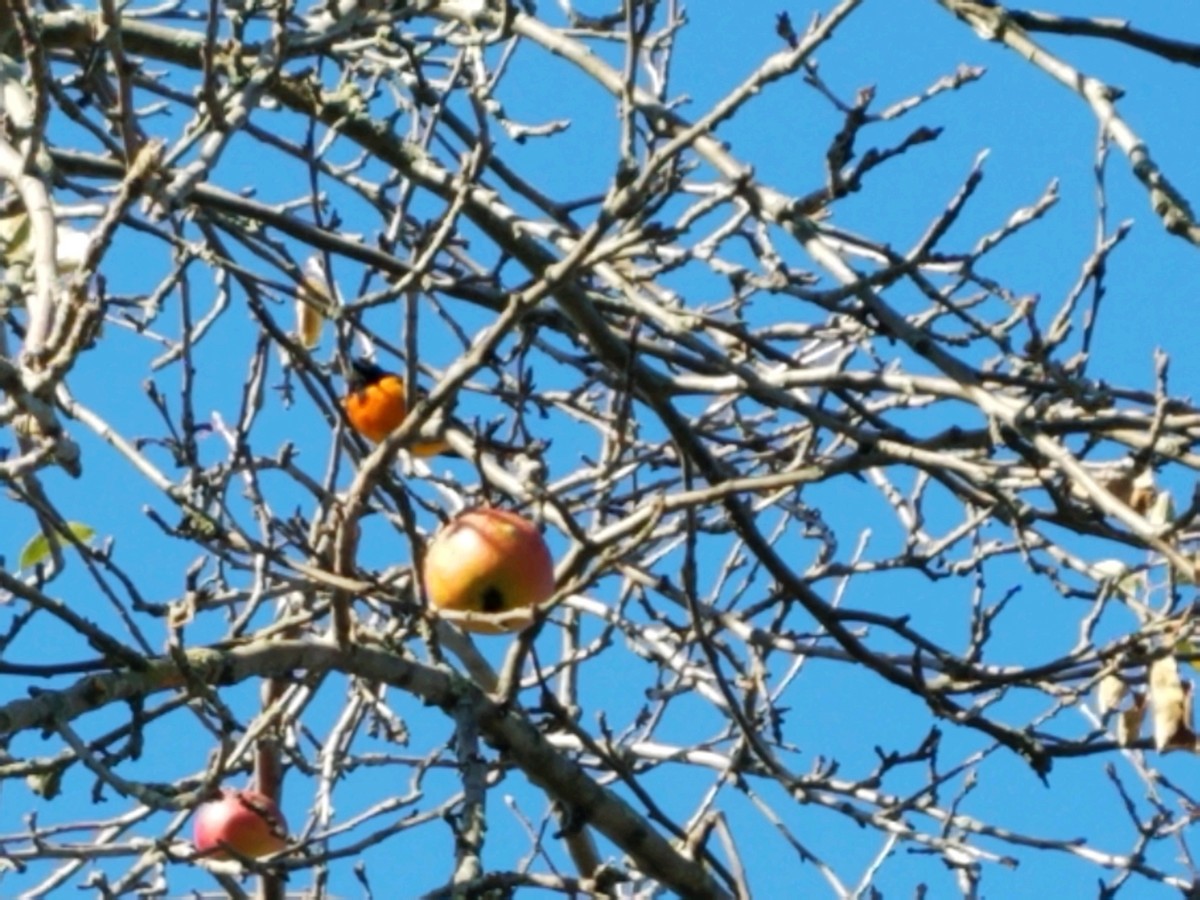 Baltimore Oriole - Christopher Hollister
