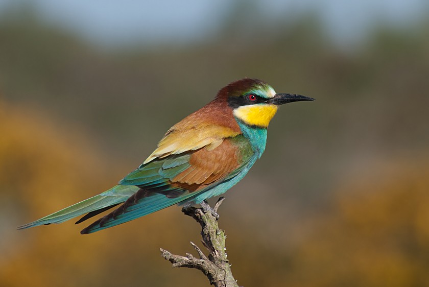 Erle-txori eurasiarra - ML280016491