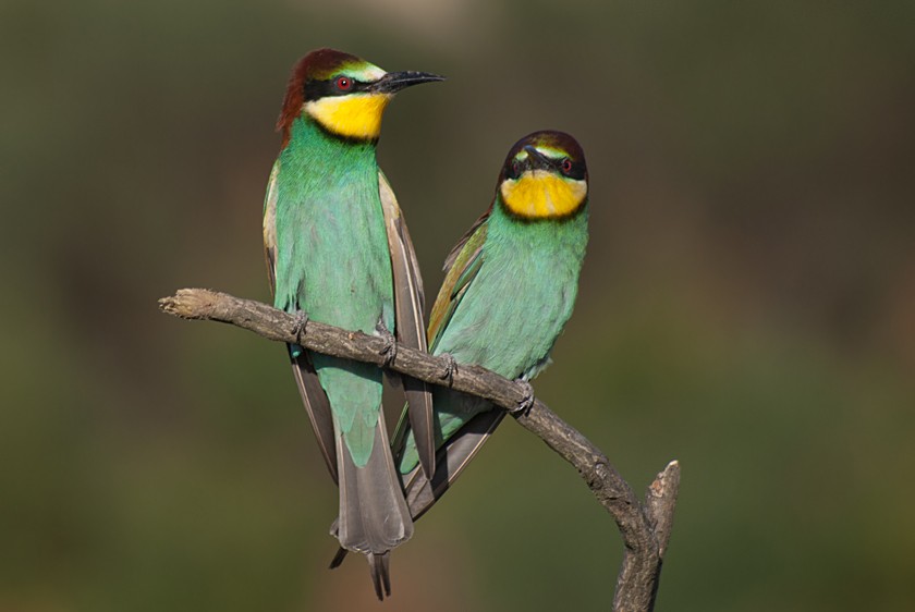 Erle-txori eurasiarra - ML280016501