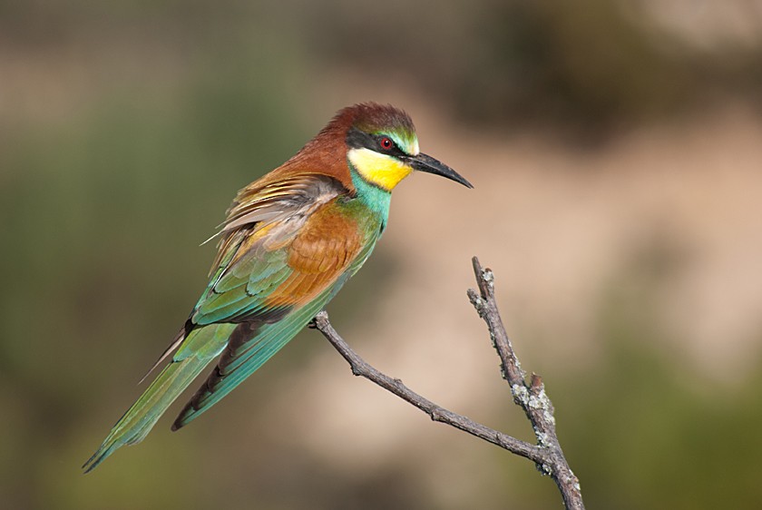 Erle-txori eurasiarra - ML280016511