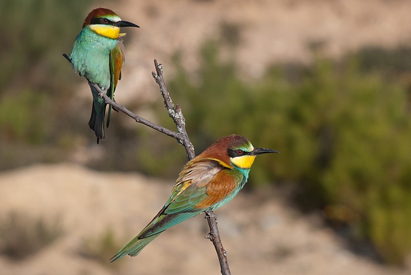 Erle-txori eurasiarra - ML280016521