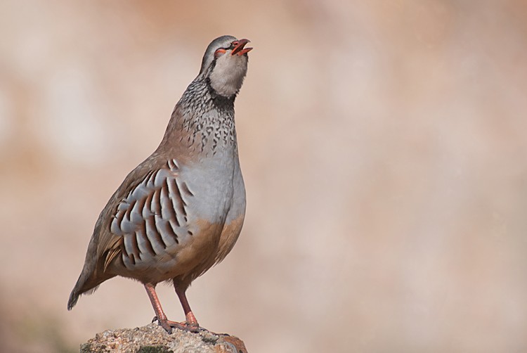 Eper gorria - ML280016891