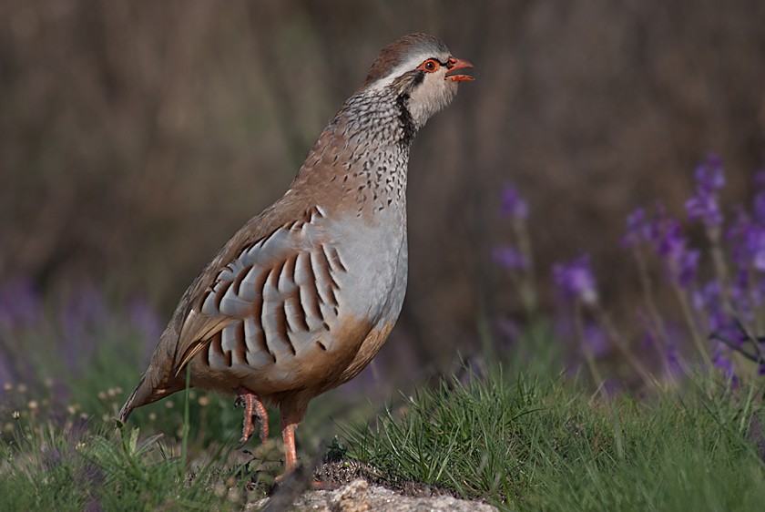 Eper gorria - ML280016931