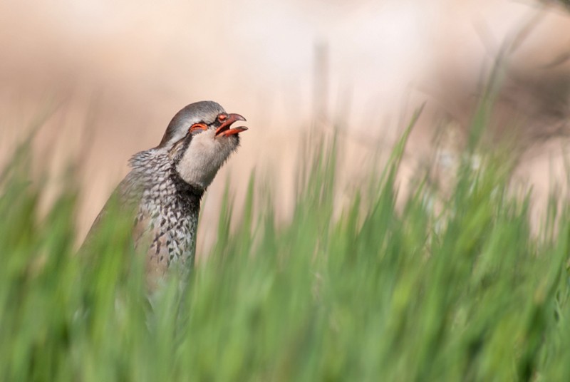 Eper gorria - ML280016941