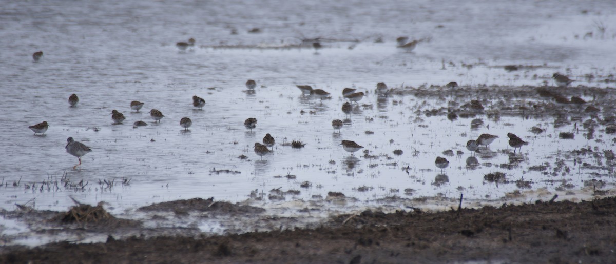 Least Sandpiper - ML28001771