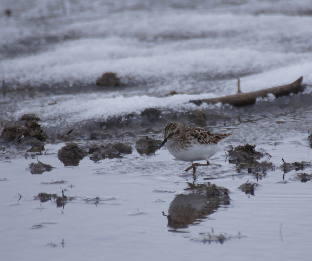 Least Sandpiper - ML28001781