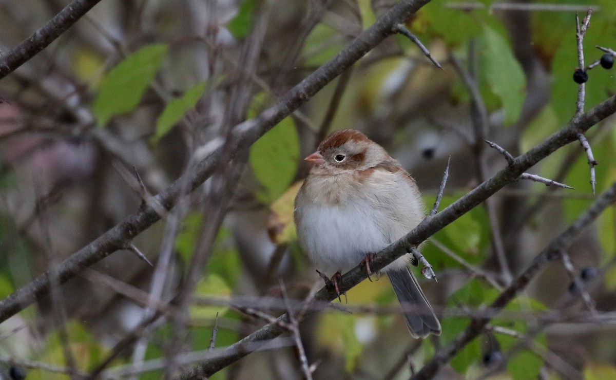 Field Sparrow - ML280018411