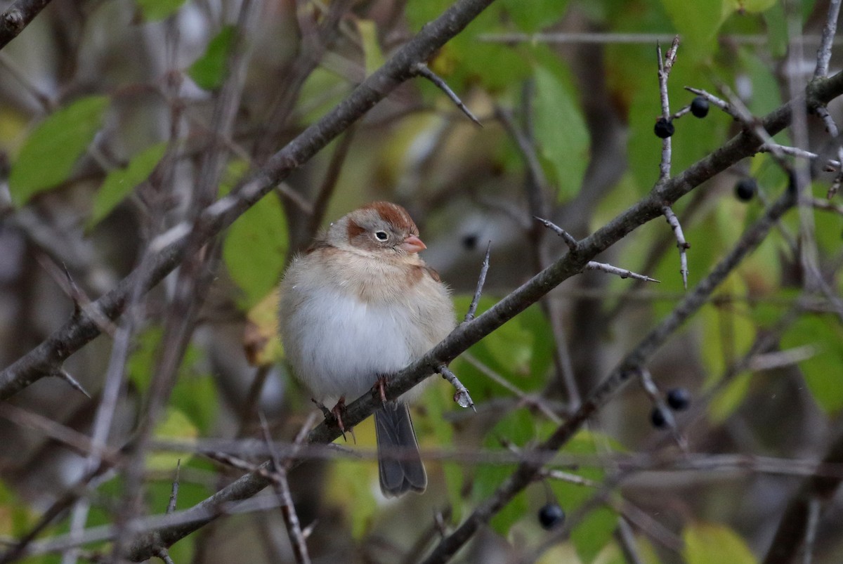 Field Sparrow - ML280018421