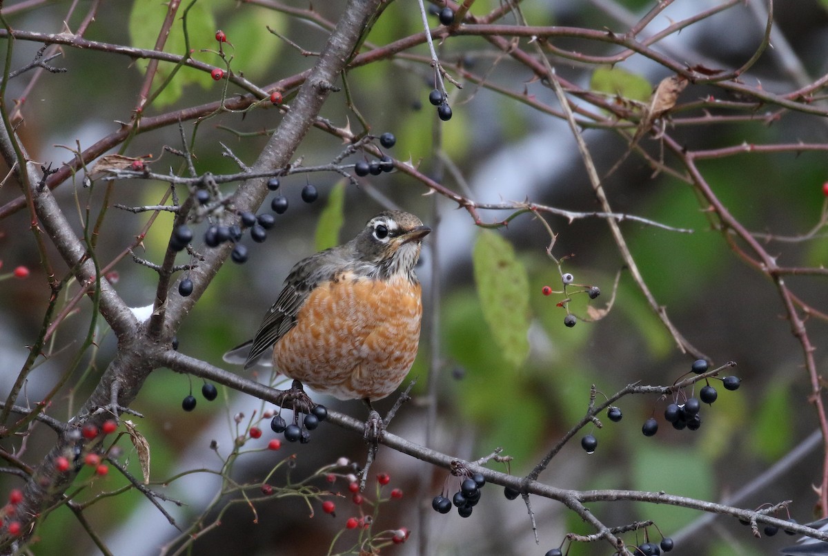 American Robin - ML280018601