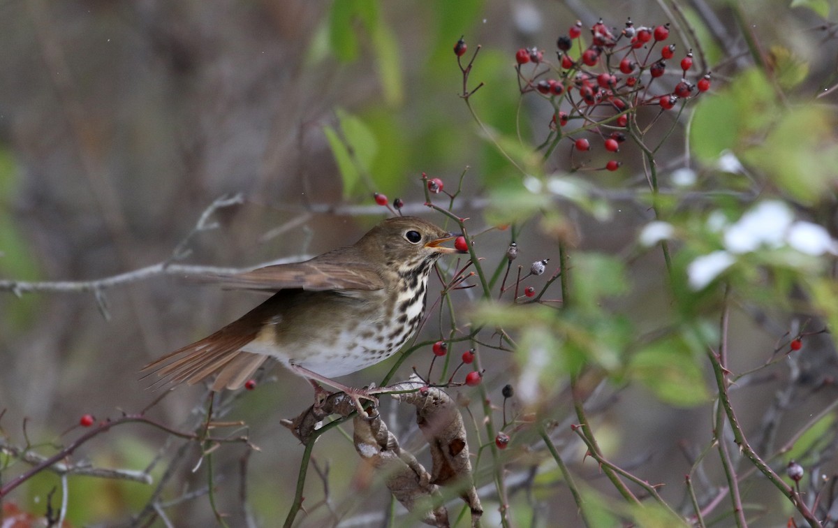 Hermit Thrush (faxoni/crymophilus) - ML280018721