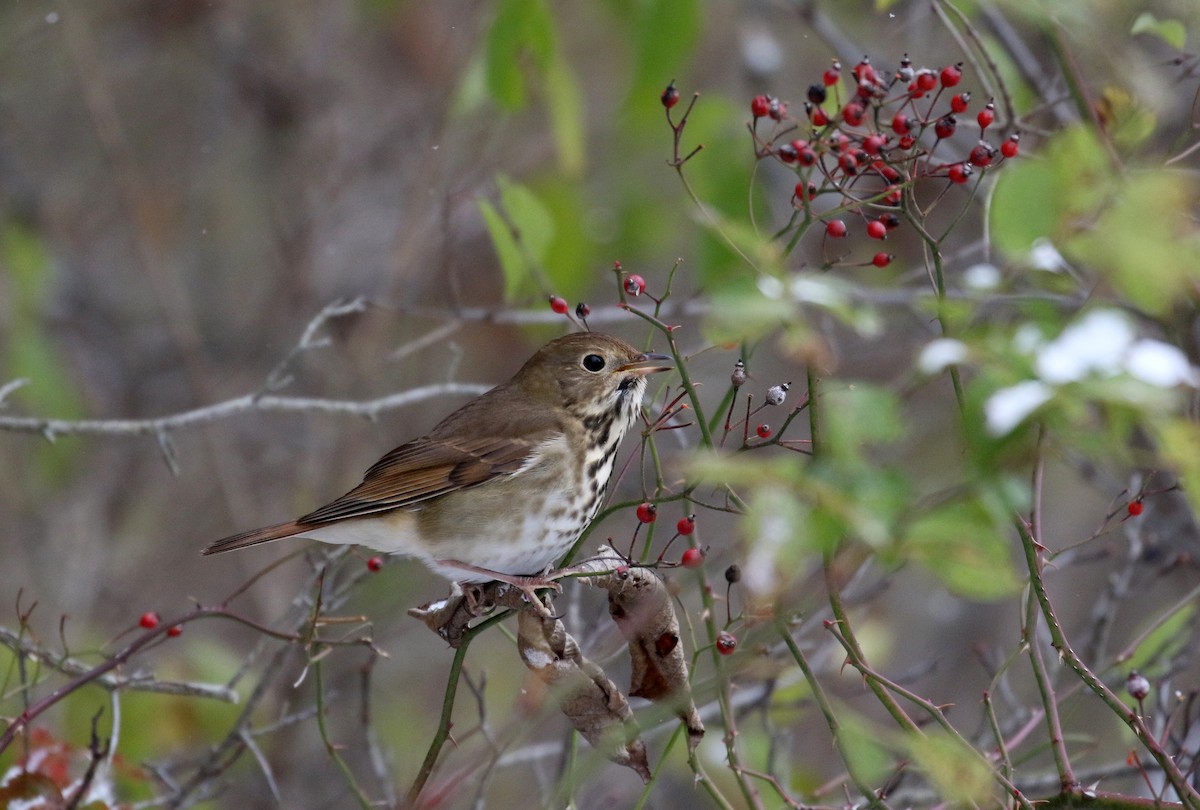 Hermit Thrush (faxoni/crymophilus) - ML280018861