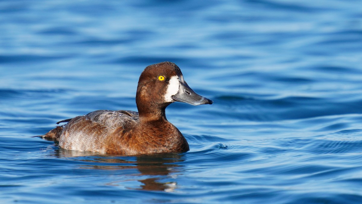 Greater Scaup - ML280019711