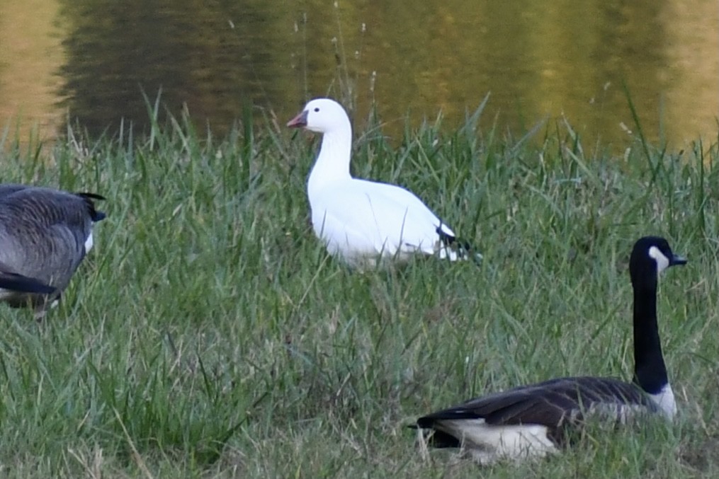 Ross's Goose - Anonymous