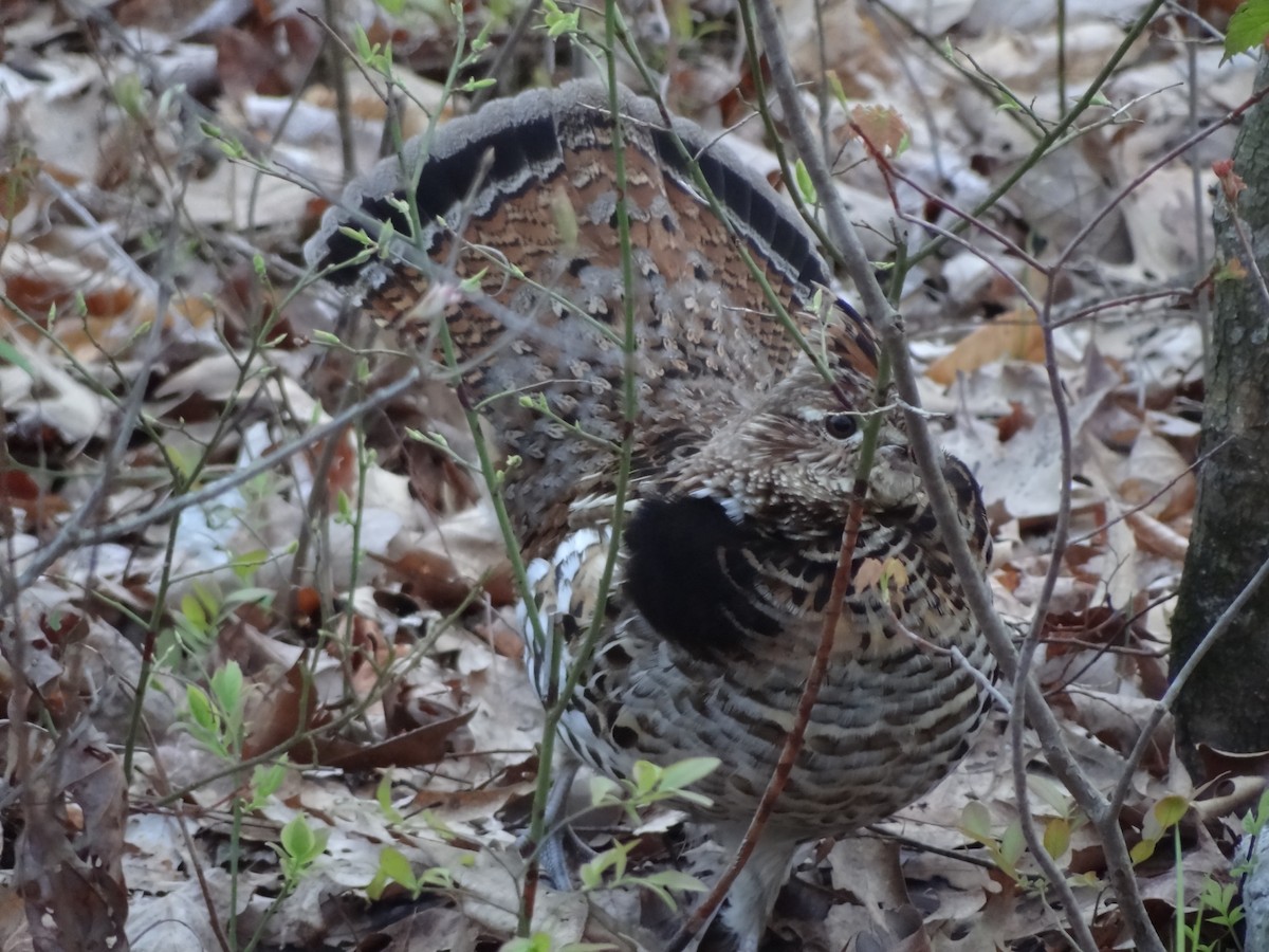 Ruffed Grouse - Jackson Mesick