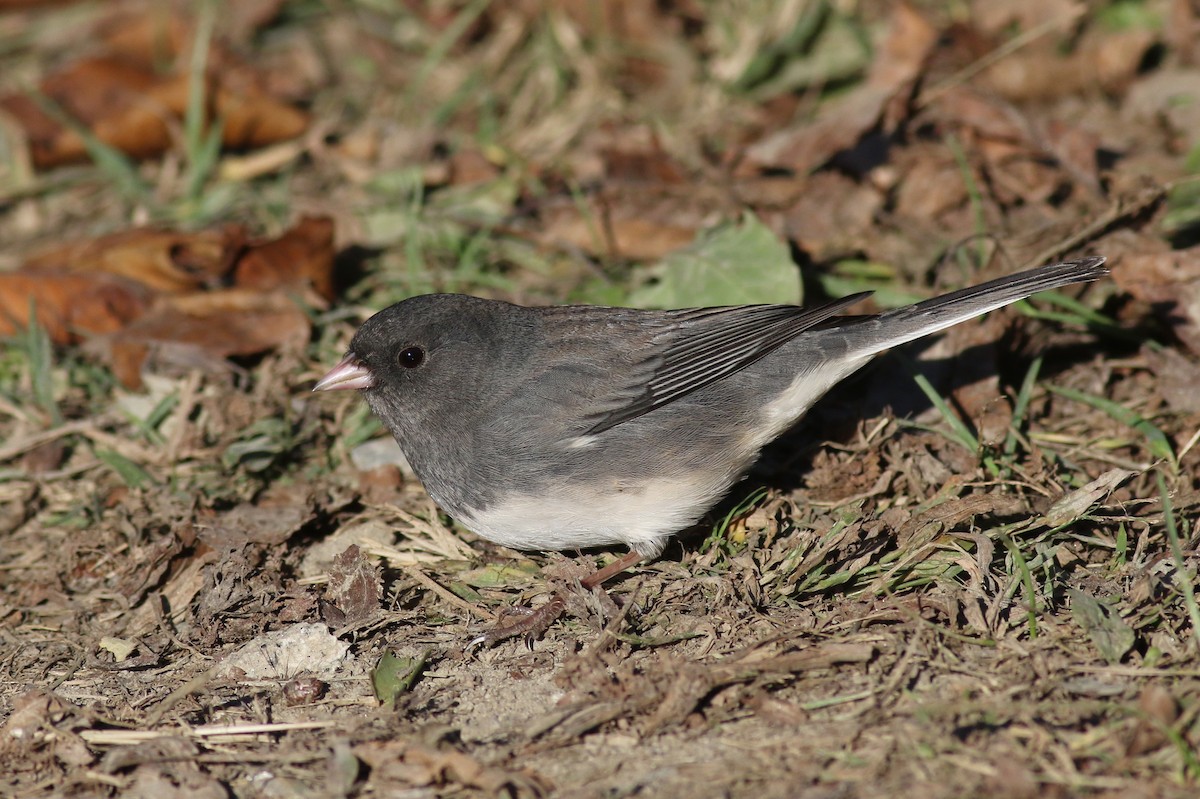 Dark-eyed Junco (Slate-colored) - Jeremiah Trimble