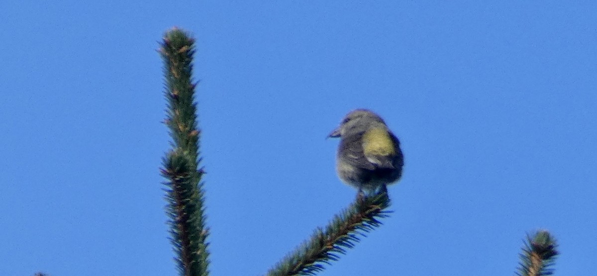 Red Crossbill - ML280021321