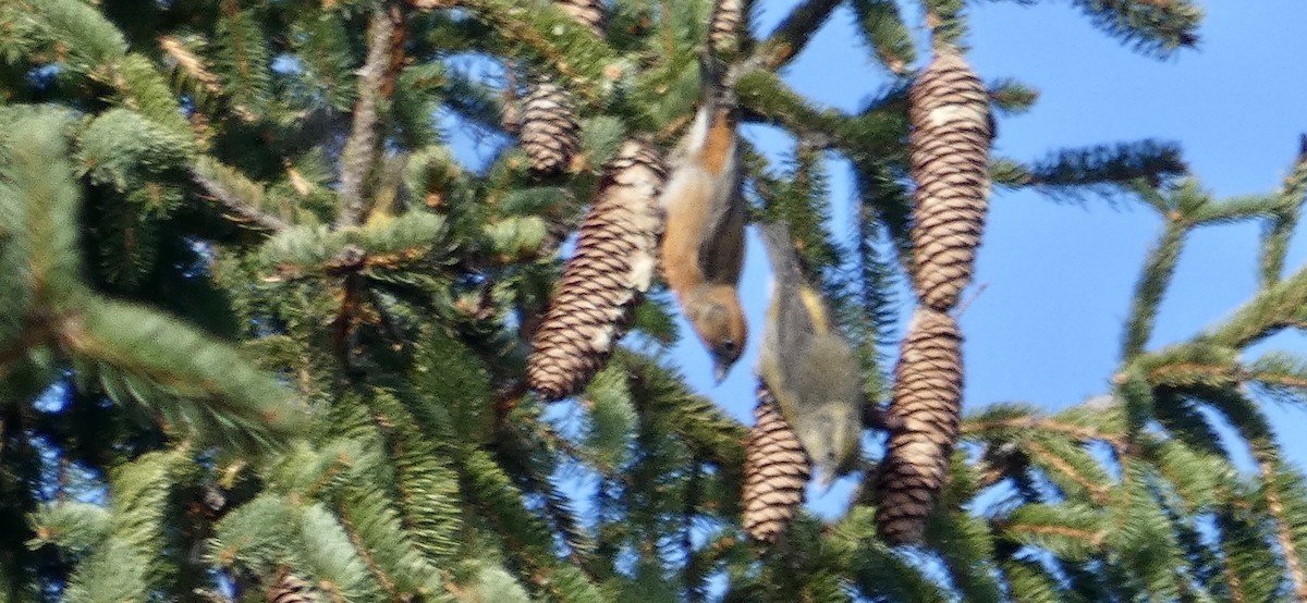 Red Crossbill - ML280021331