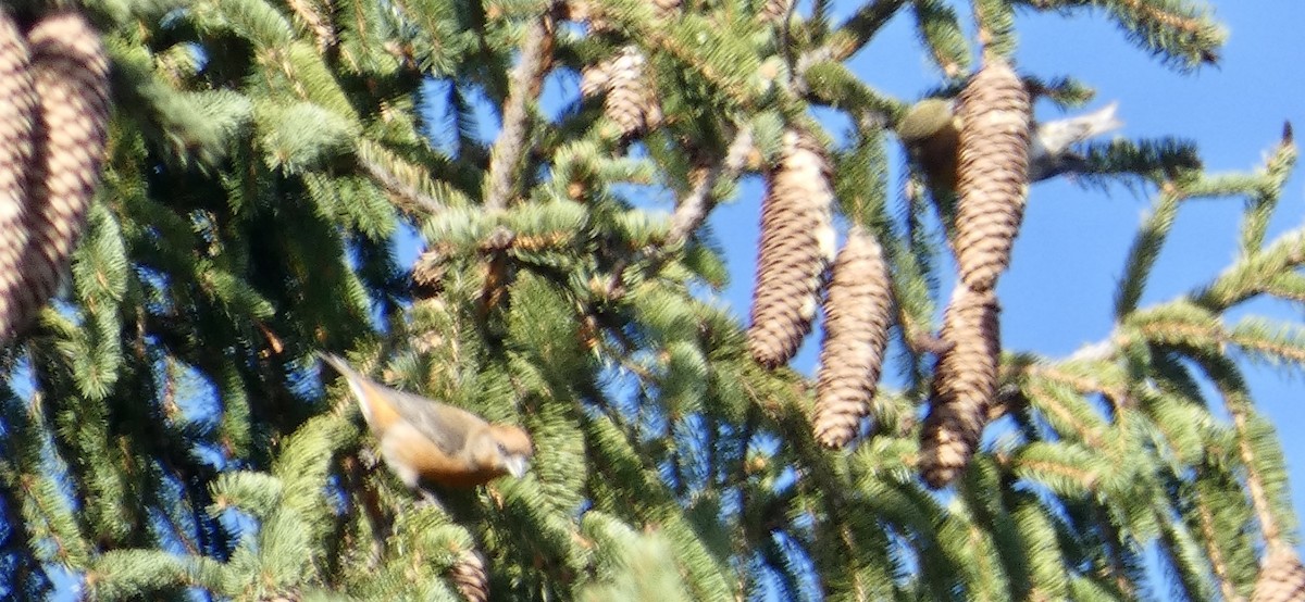 Red Crossbill - ML280021341