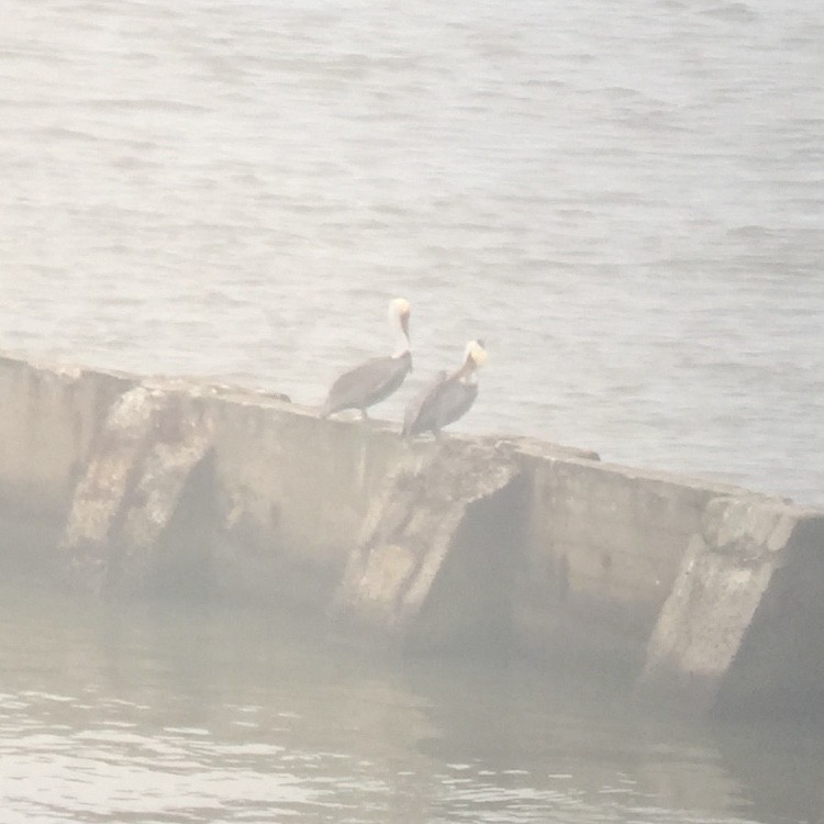 pelikán hnědý - ML280021411